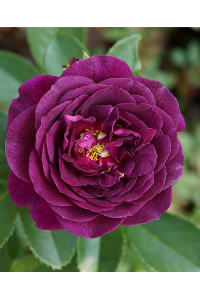 Роза флорибунда ’Эбб Тайд’